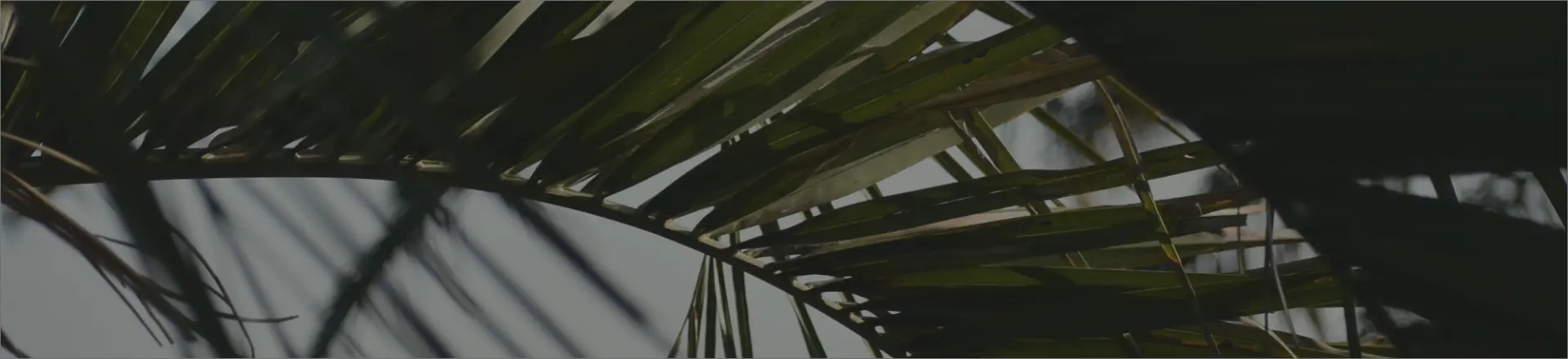 Photo palms